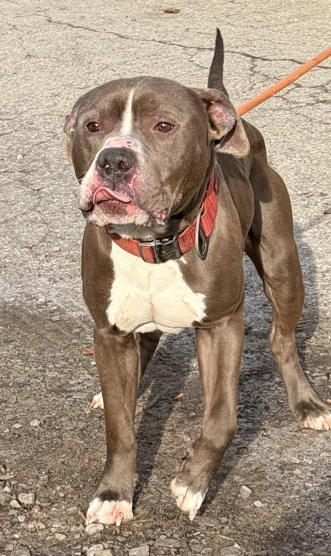 Buckwheat, an adopted Mixed Breed in McKeesport, PA image 5/6
