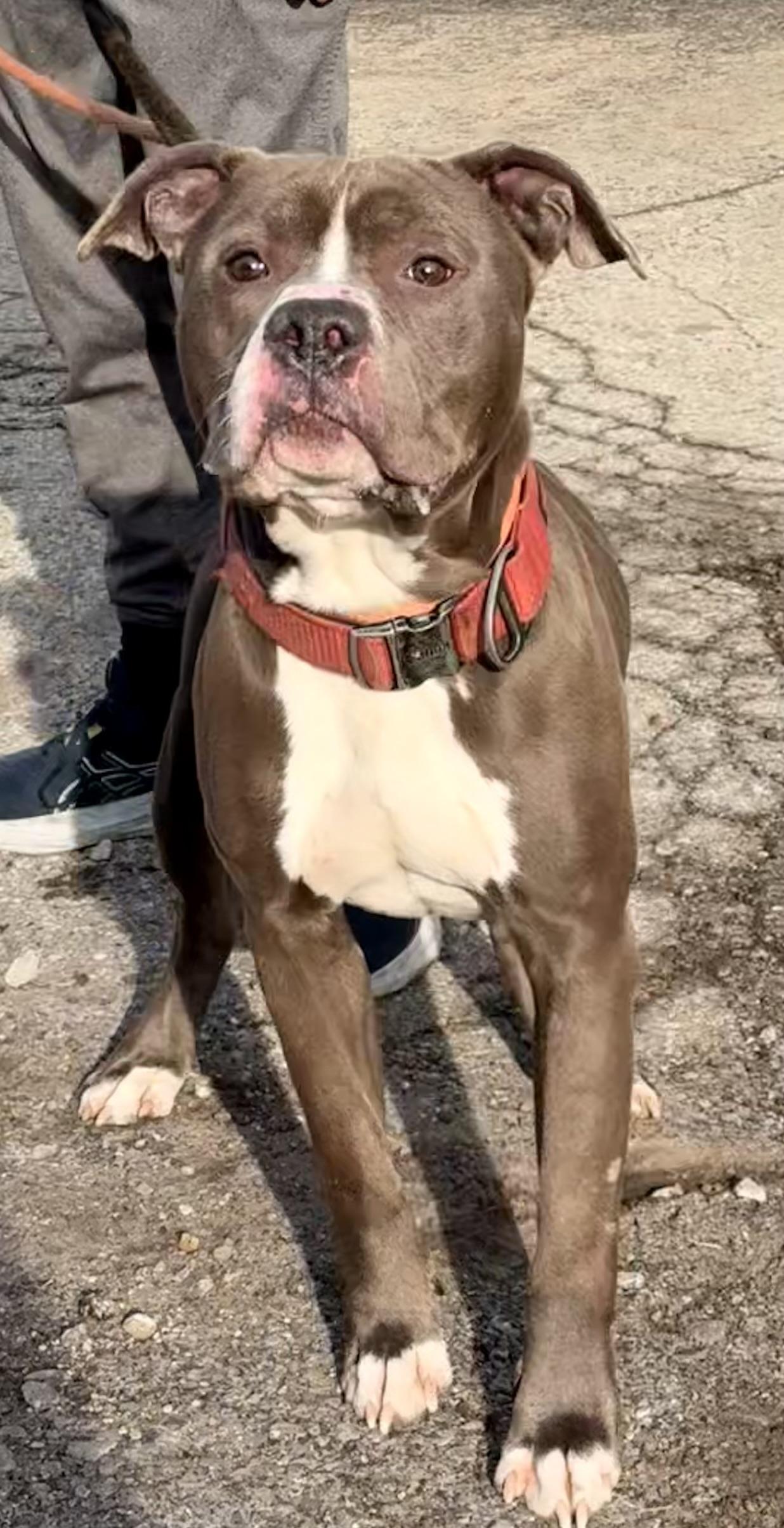 Buckwheat, an adopted Mixed Breed in McKeesport, PA image 6/6