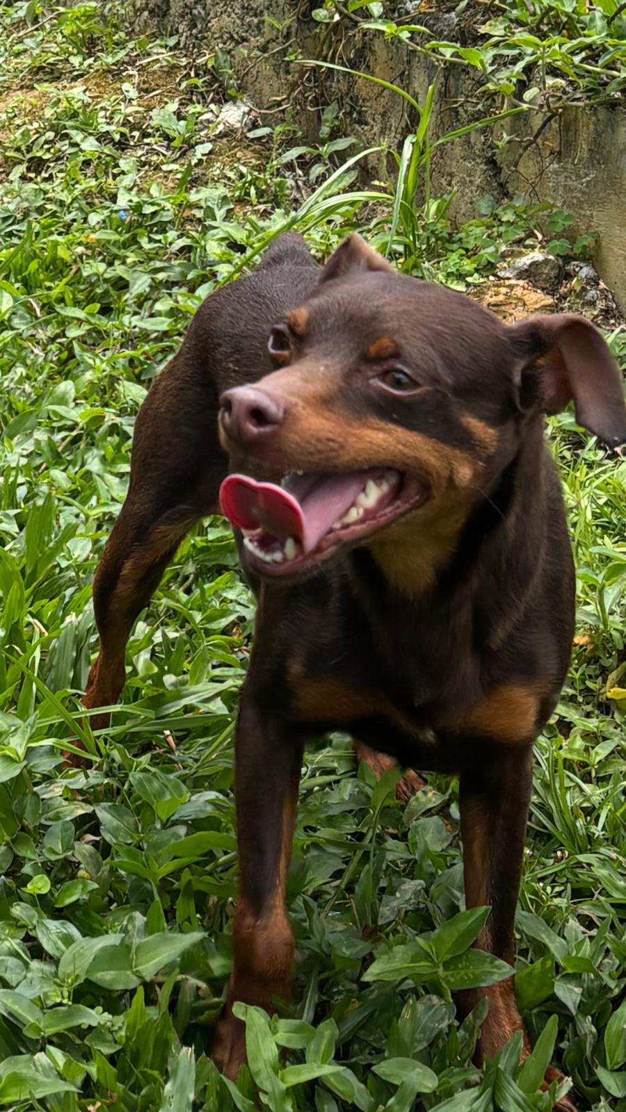 Florinda, an adoptable Doberman Pinscher in San Juan, PR_image-1