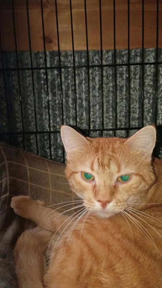 Enlarge Lucky-c, a Adoptable Domestic Short Hair in Metamora, IL image 1/1