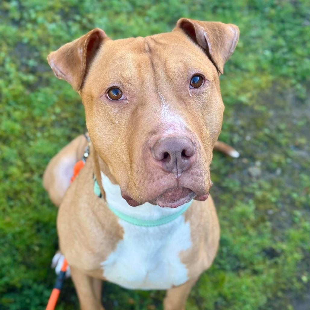 Enlarge Osta, a Adoptable Pit Bull Terrier in Tacoma, WA image 3/3