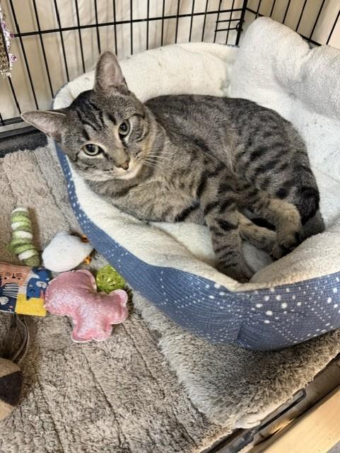 Noah, ADOPTABLE, Young Male Domestic Short Hair.