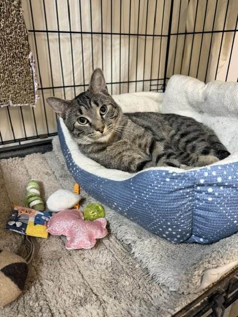 Noah, a ADOPTABLE Domestic Short Hair in Chisholm, MN image 2/2