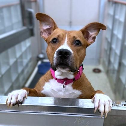 Enlarge Watson, a Adoptable mixed breed in Washington, DC image 1/1