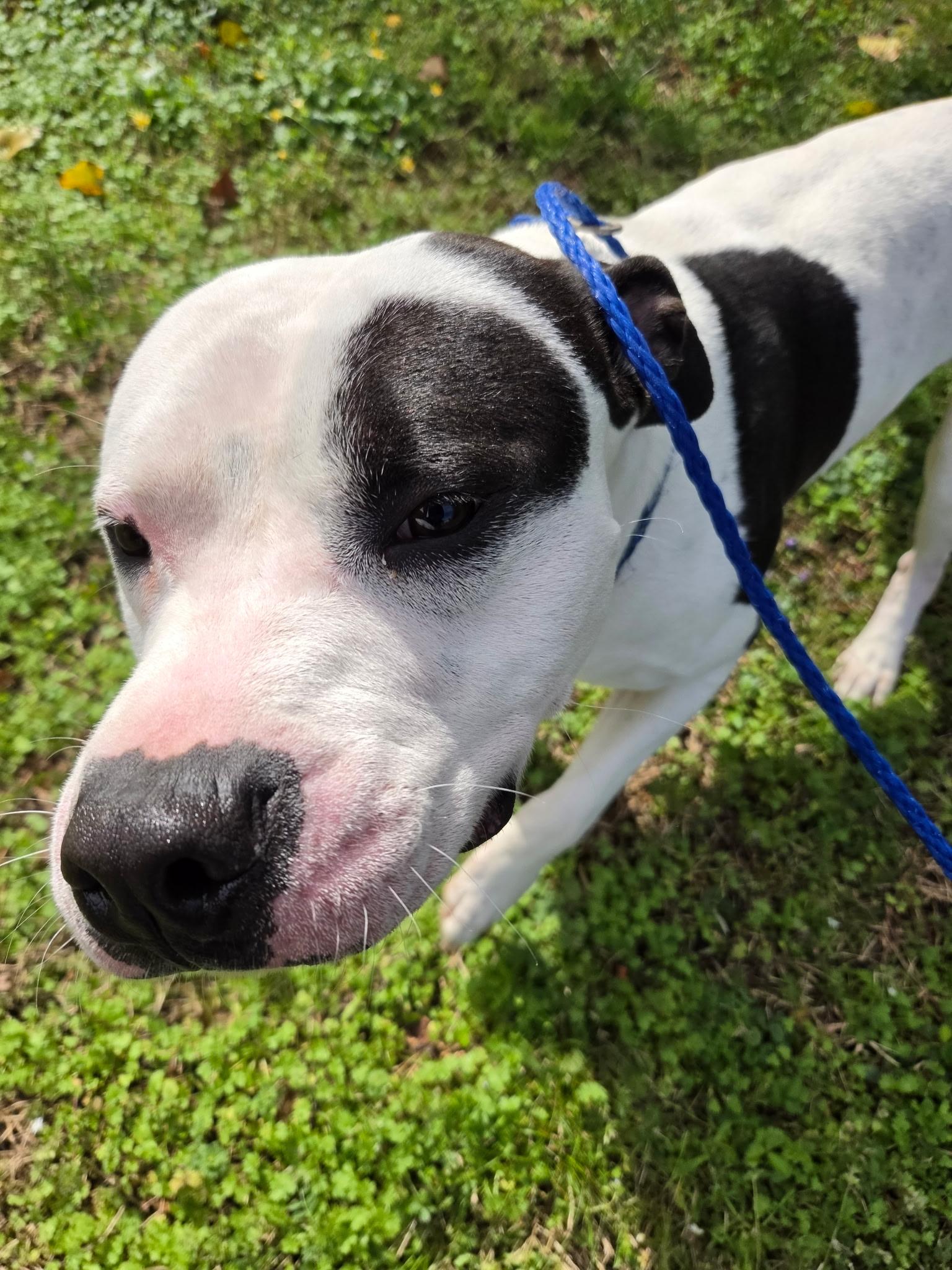 King20693, a ADOPTABLE mixed breed in Rocky Mount, NC image 2/3