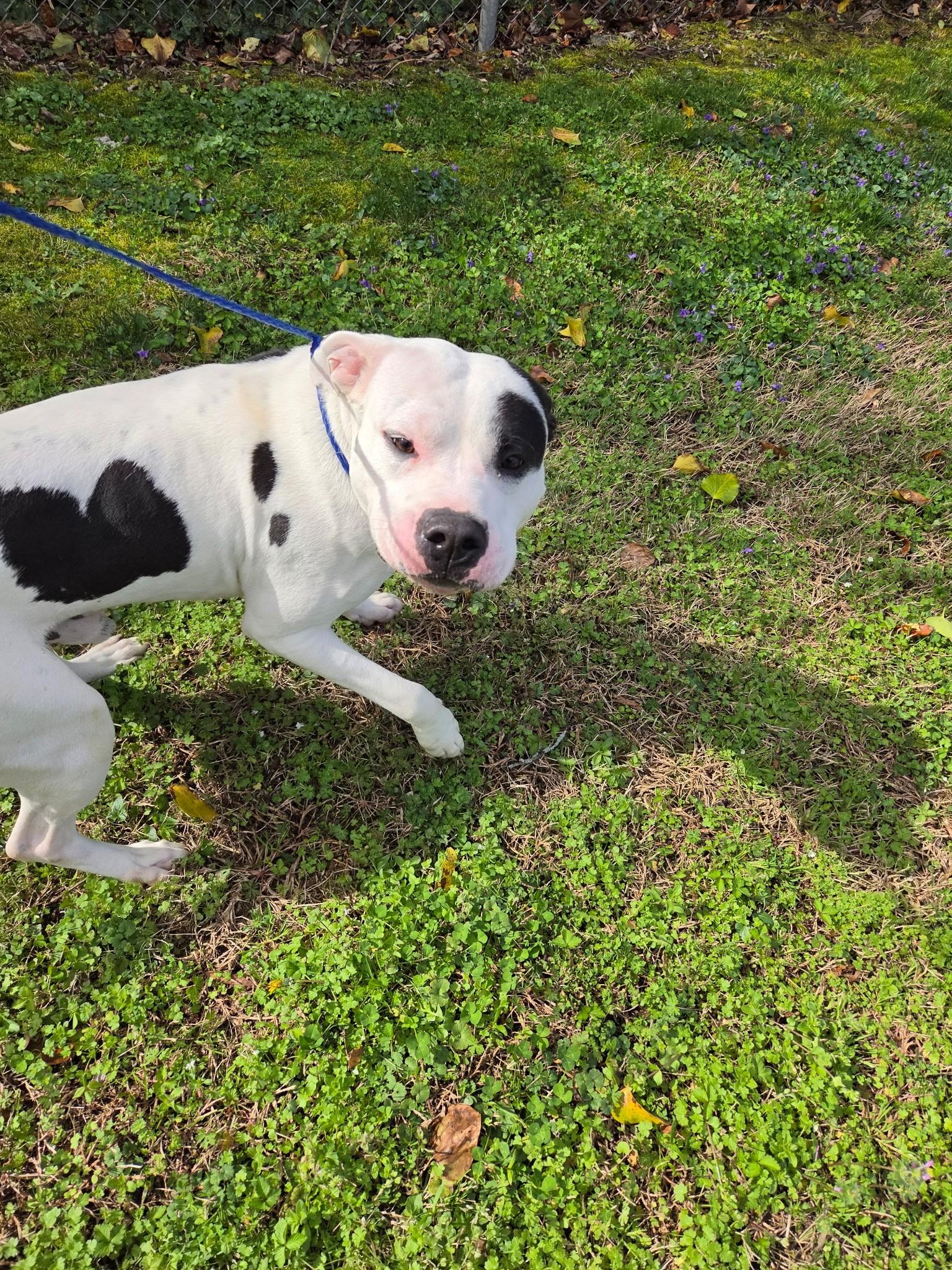 King20693 (RESCUED), ADOPTABLE, Adult Male Pit Bull Terrier.