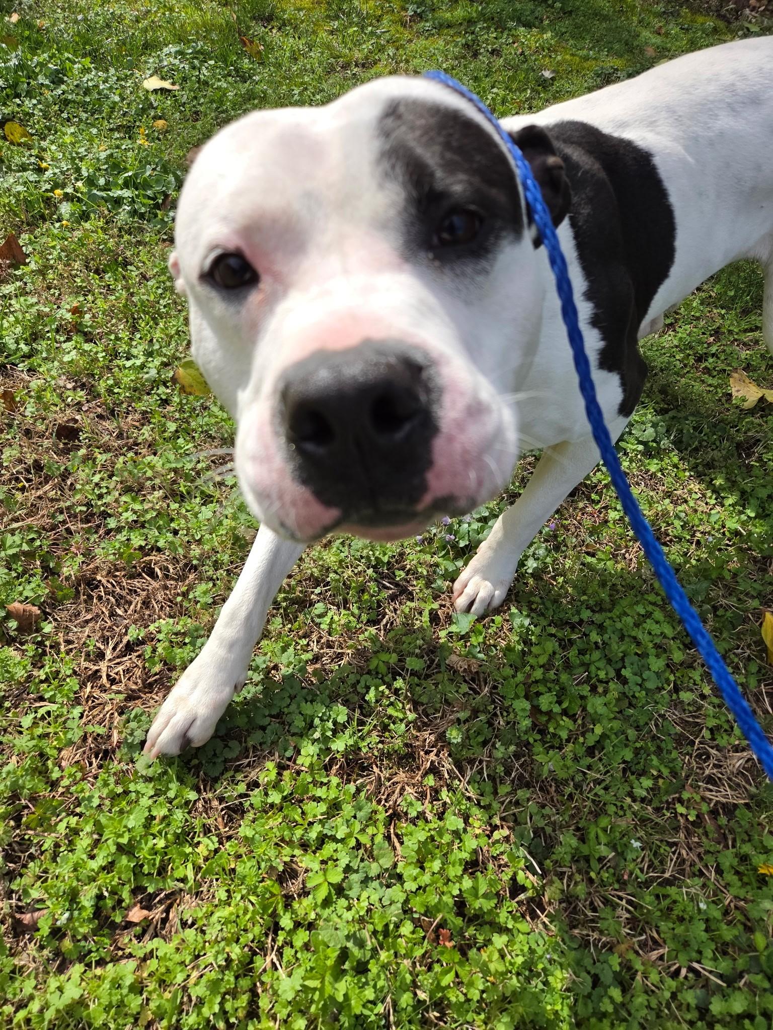 King20693, a ADOPTABLE mixed breed in Rocky Mount, NC image 3/3