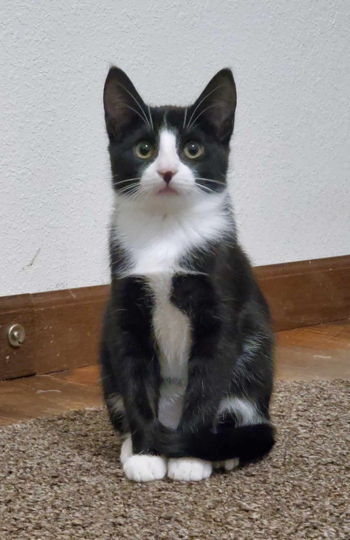 Penne, Adopted, Young Female Domestic Short Hair.