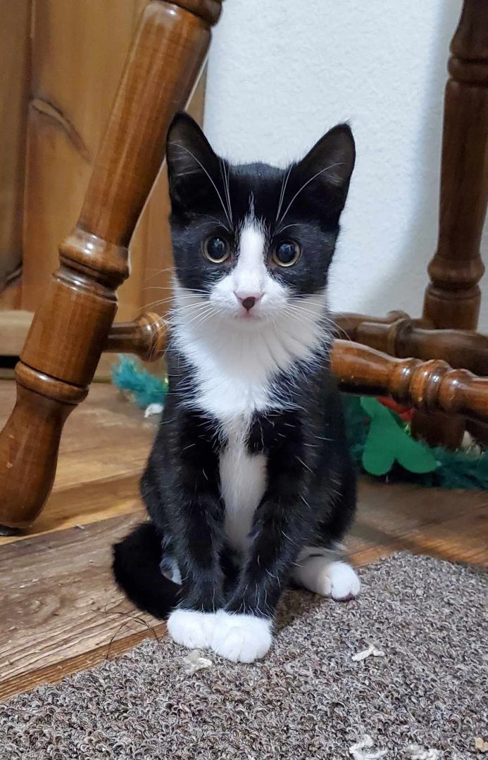 Penne, a Adopted Domestic Short Hair in Hutchinson, MN image 2/3