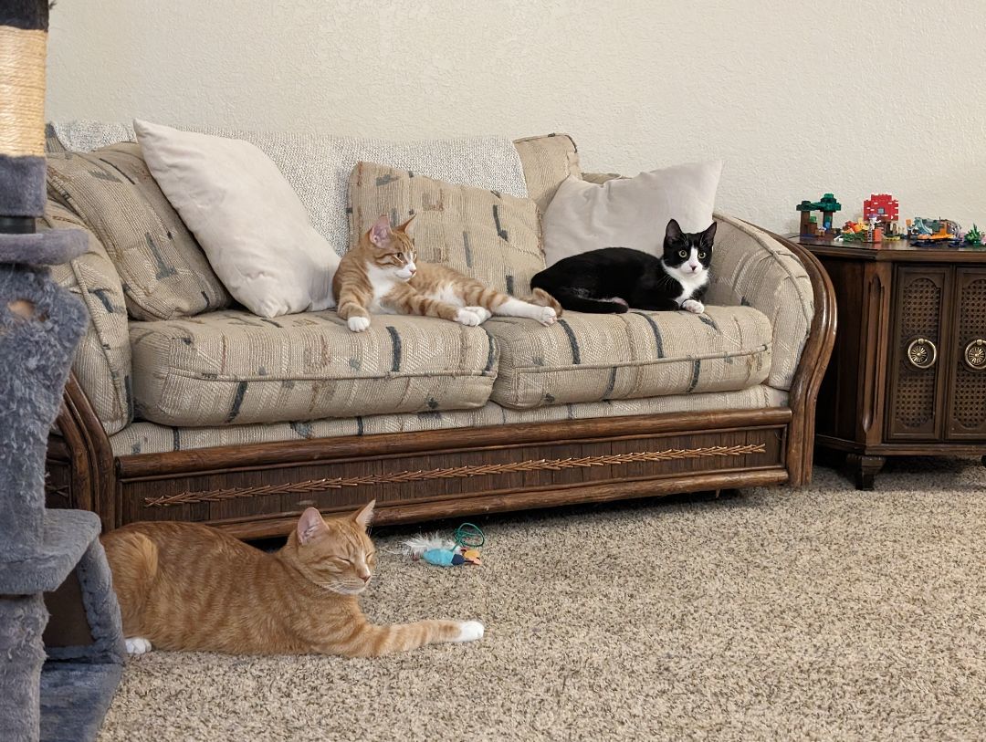 Penne, a Adopted Domestic Short Hair in Hutchinson, MN image 3/3