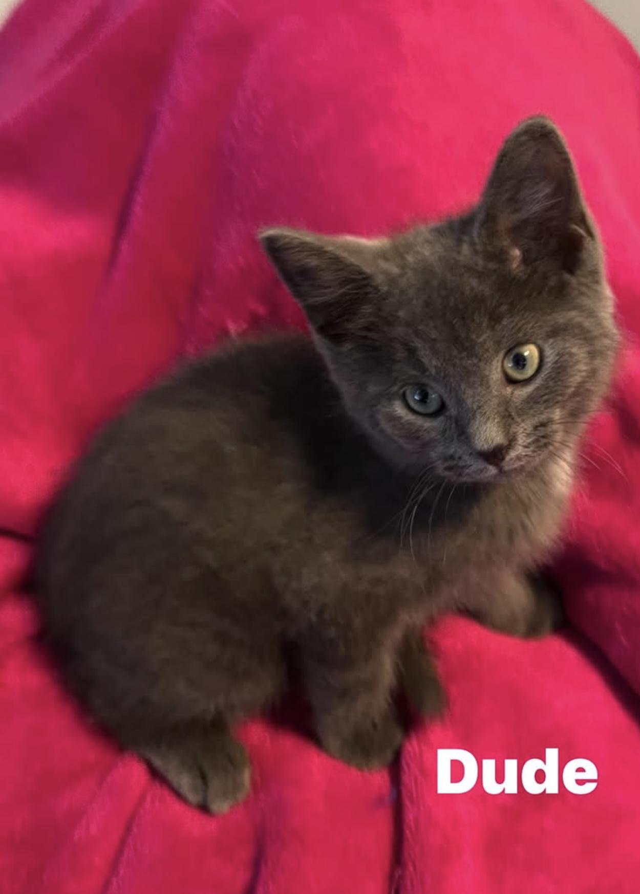 Enlarge Dude...just a little Dude looking for his forever crew, an adoptable Domestic Short Hair in Murfreesboro, TN image 2/4