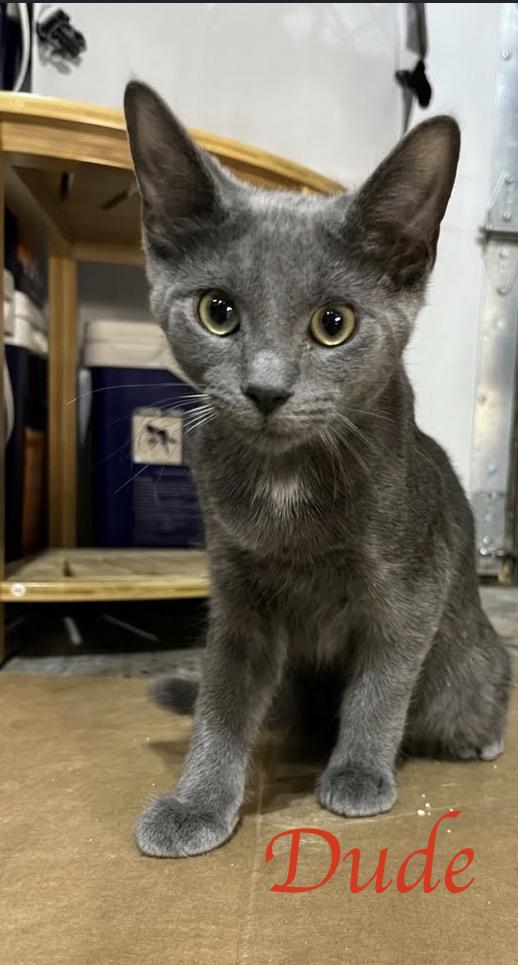Dude...just a little Dude looking for his forever crew, adoptable, Kitten Male Domestic Short Hair.