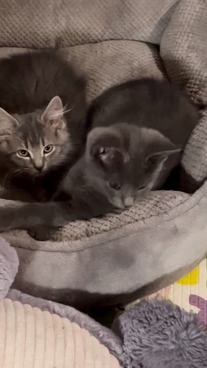 Enlarge Dude...just a little Dude looking for his forever crew, an adoptable Domestic Short Hair in Murfreesboro, TN video 3/4