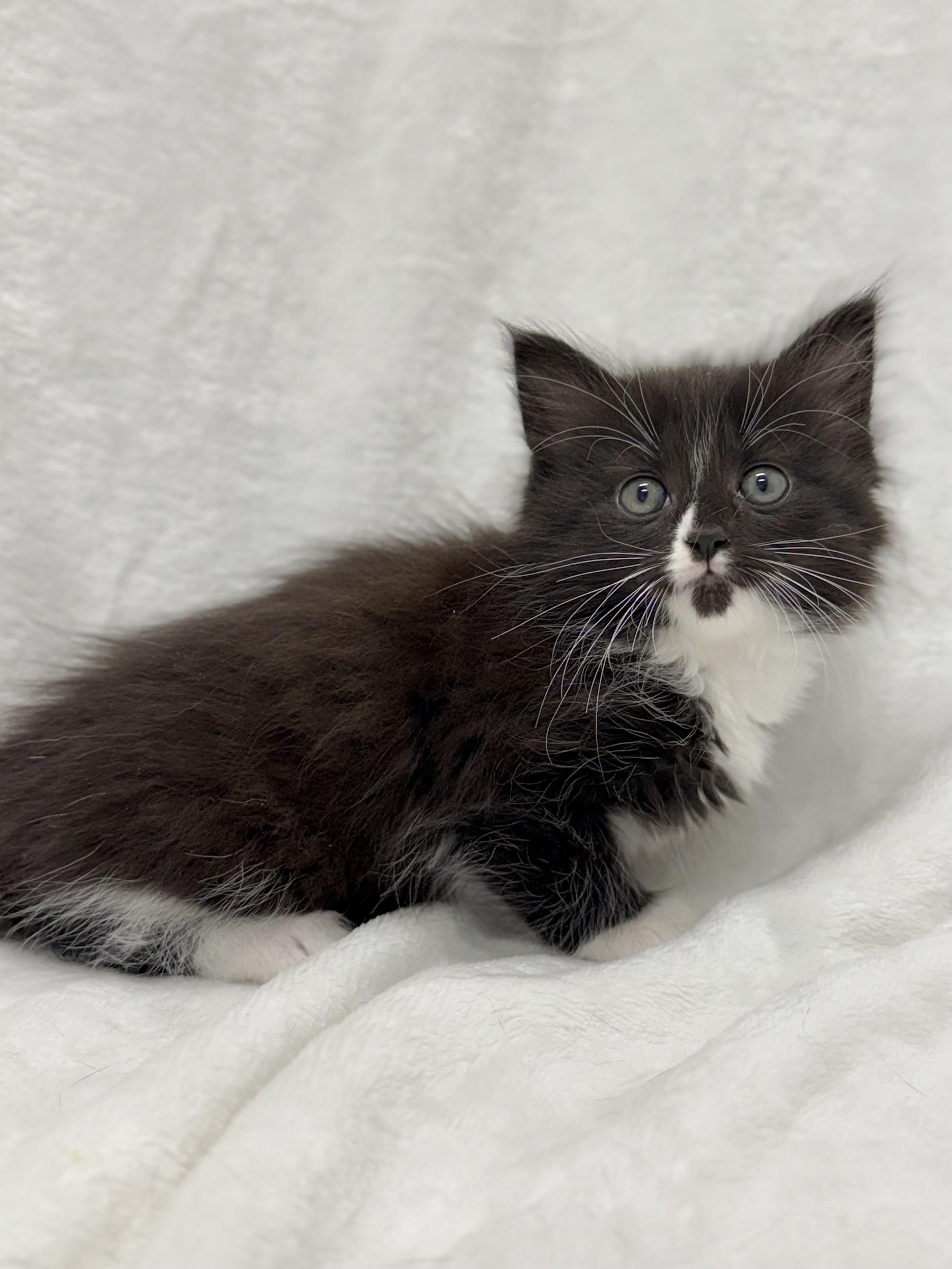 Onyx, a Adoptable mixed breed image 6/6