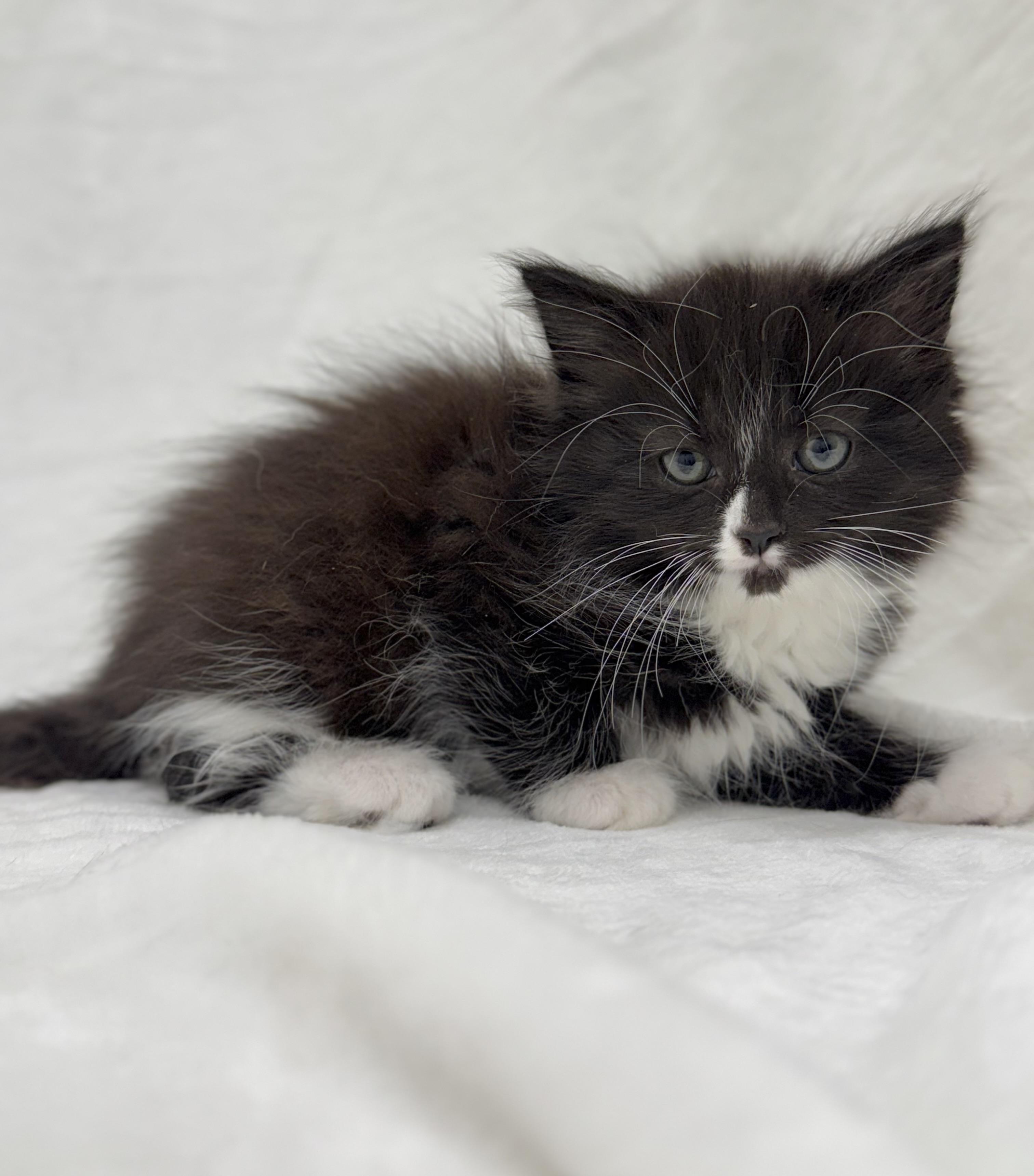 Onyx, a Adoptable mixed breed image 4/6