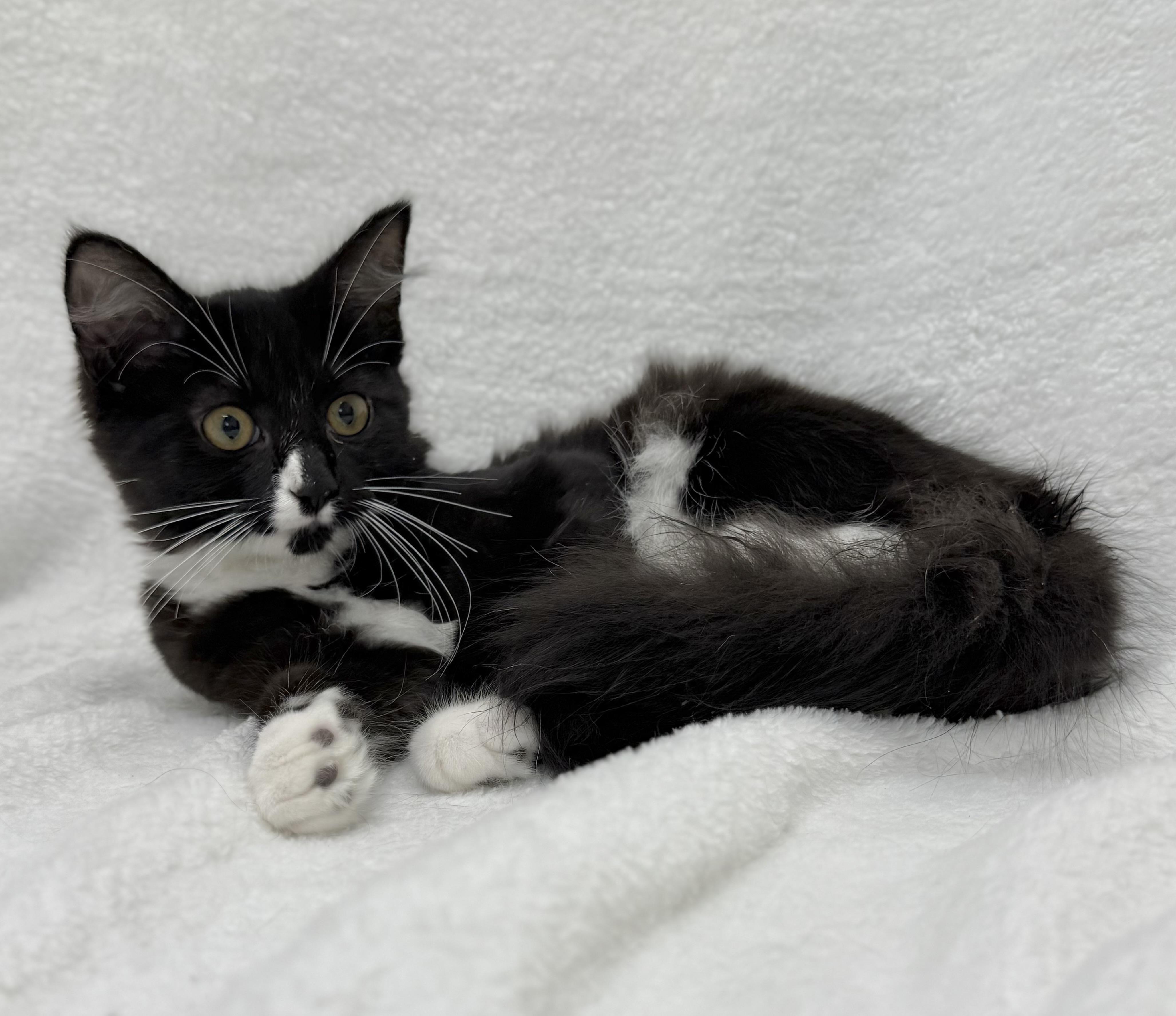 Onyx, a Adoptable mixed breed image 3/6