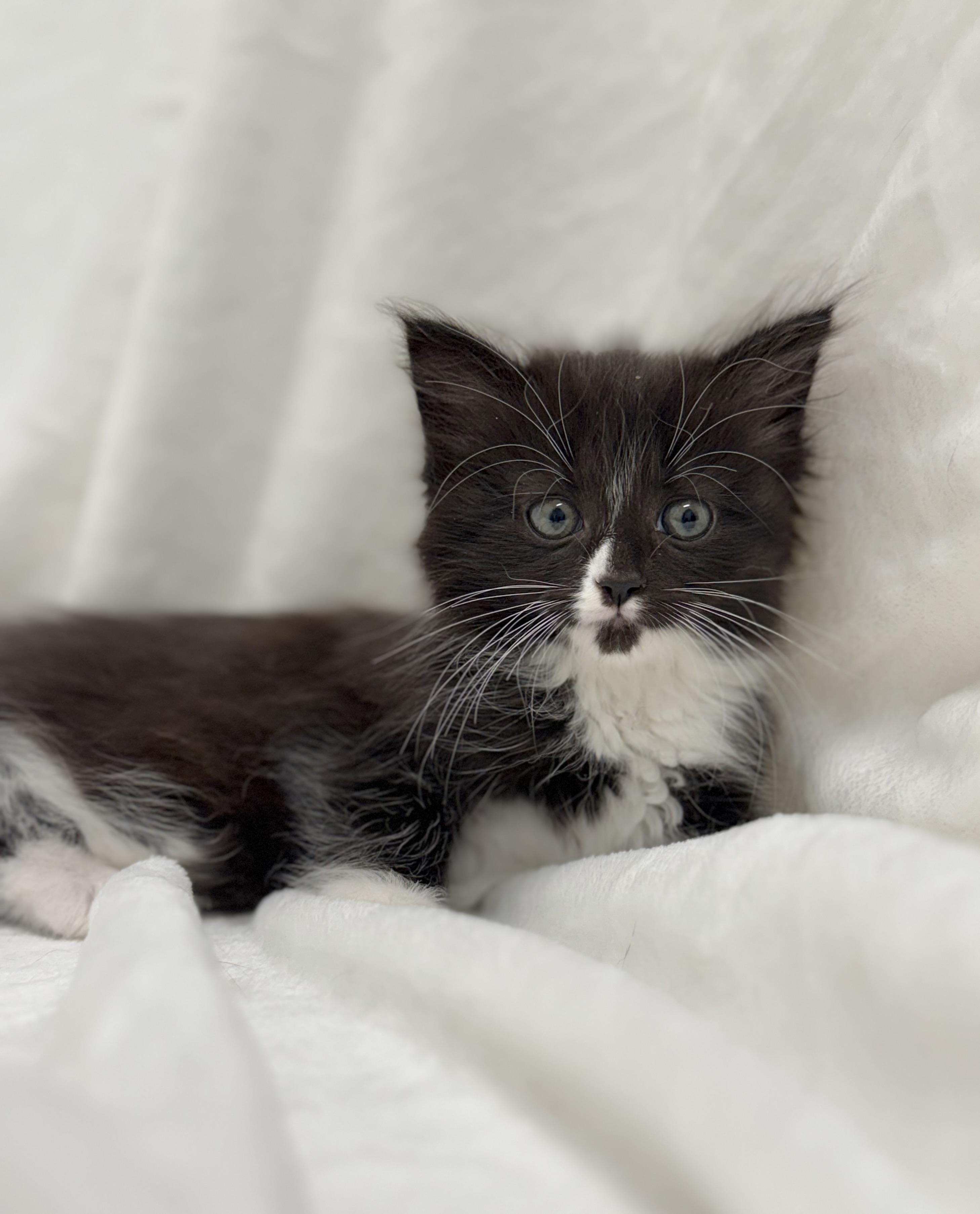 Onyx, a Adoptable mixed breed image 5/6