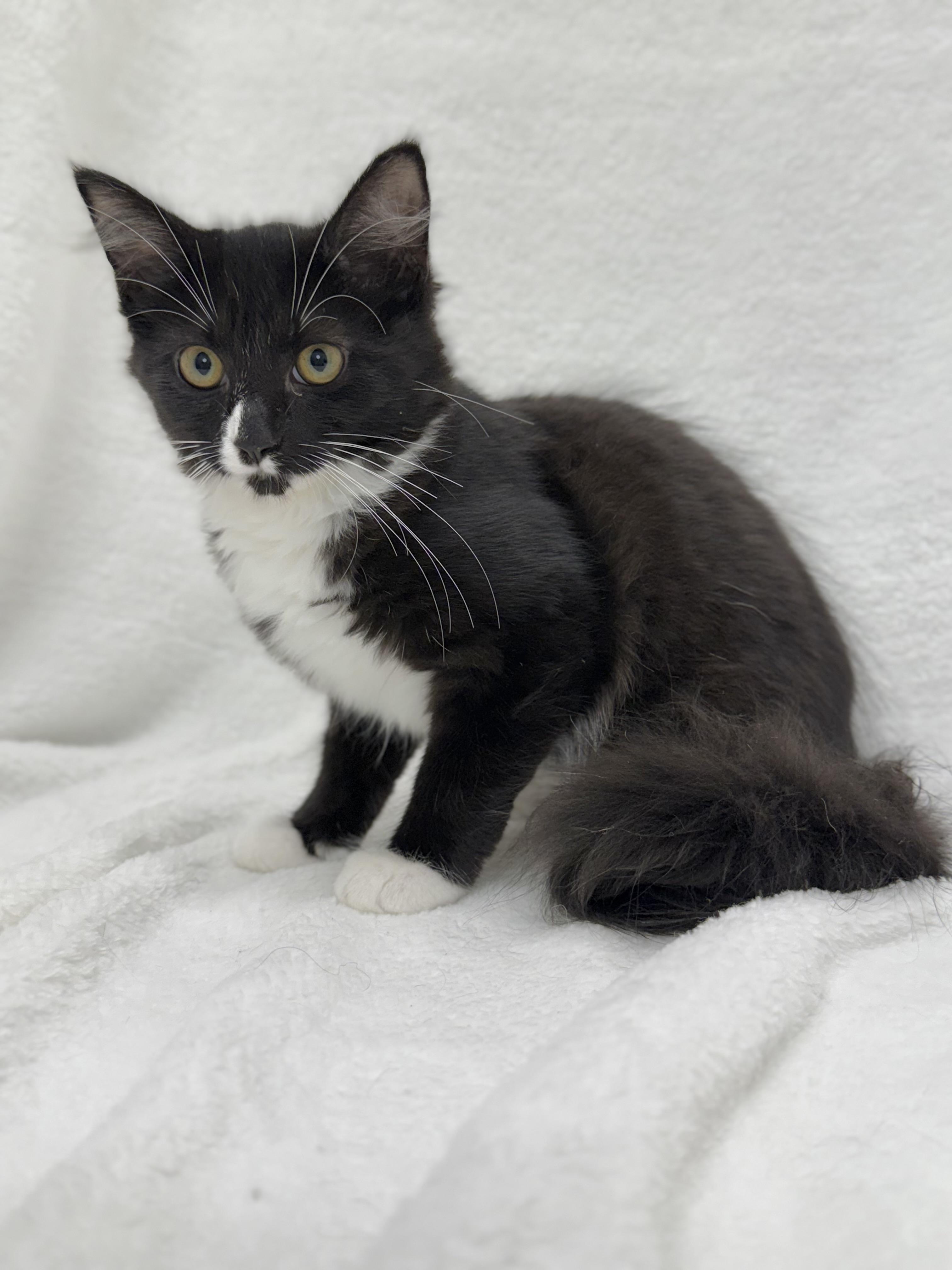 Onyx, a Adoptable mixed breed image 1/6