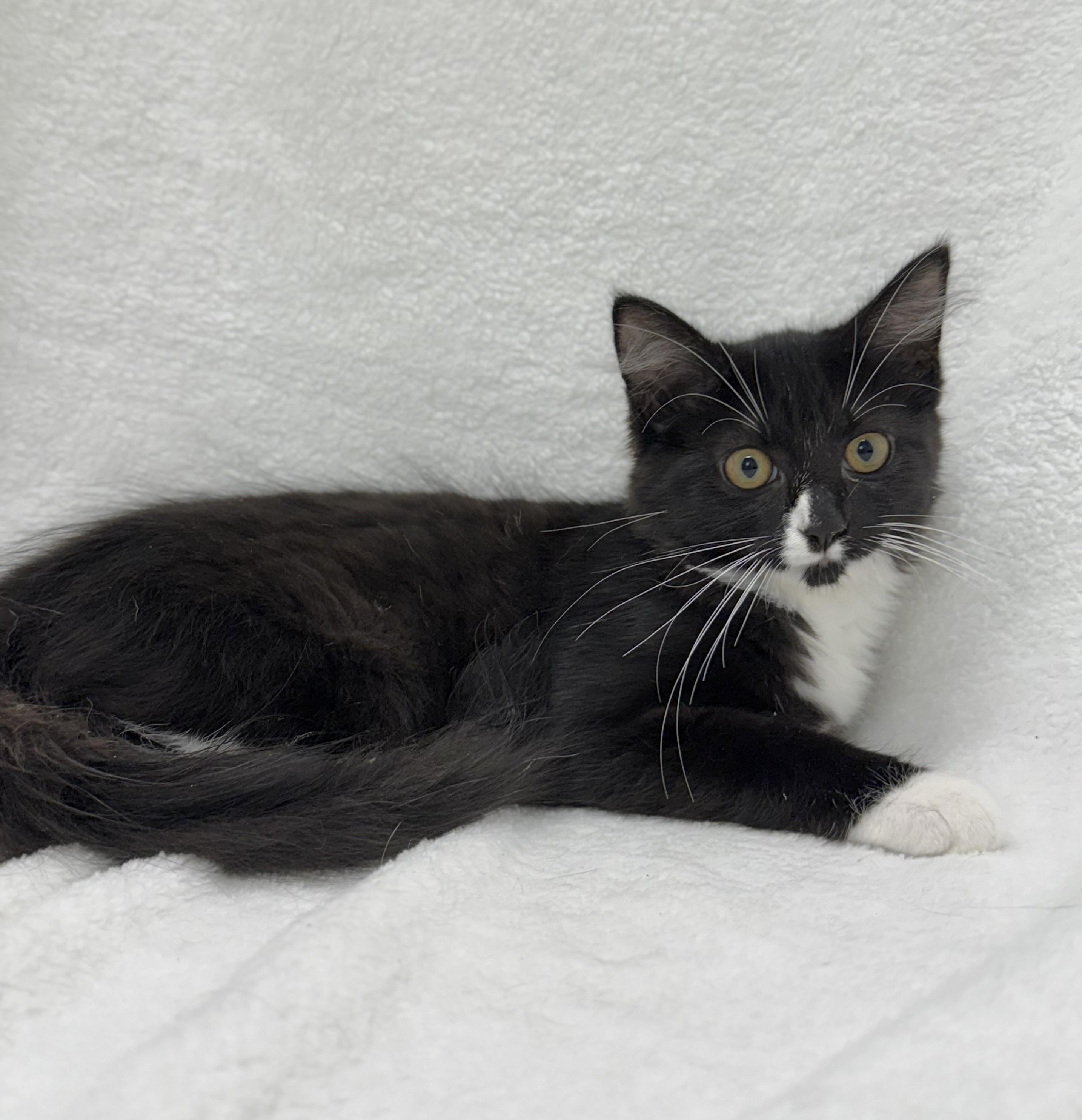 Onyx, a Adoptable mixed breed image 2/6