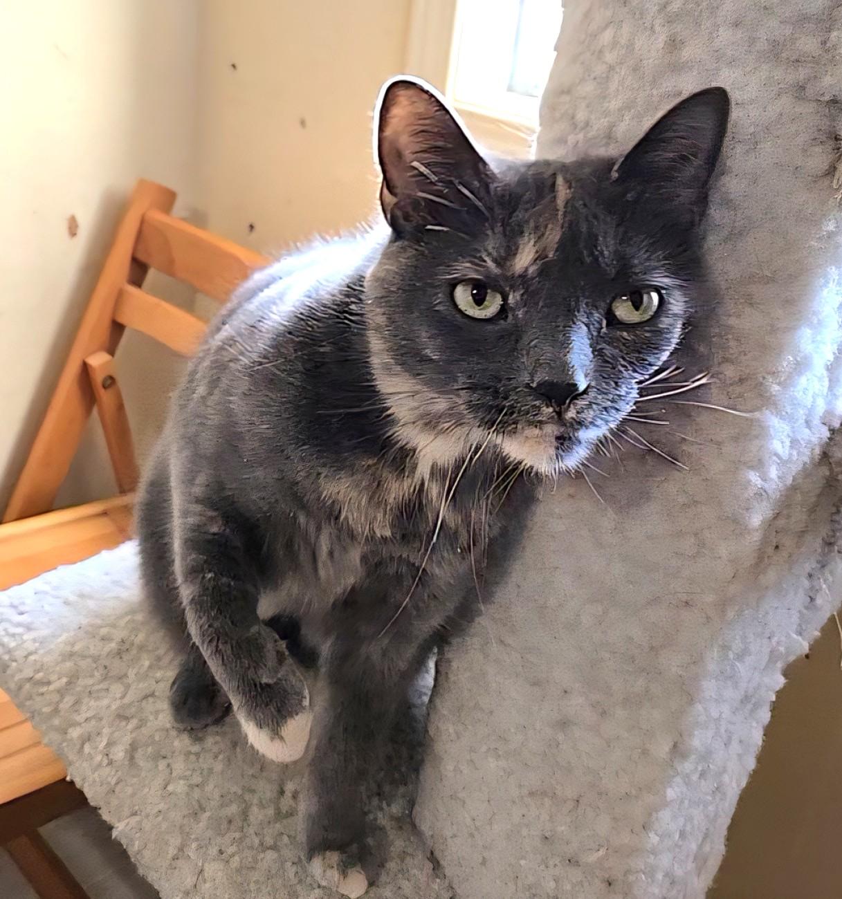 Blizzard and Storm, ADOPTABLE, Adult Female Domestic Short Hair.