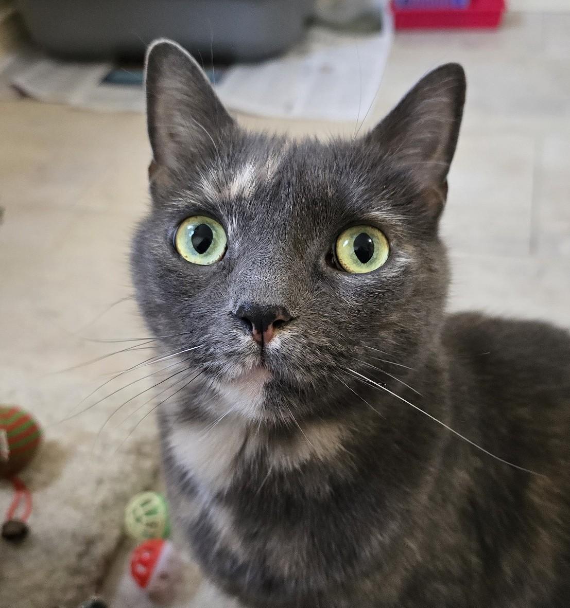 Blizzard and Storm, a ADOPTABLE Domestic Short Hair in Guelph, ON image 2/5