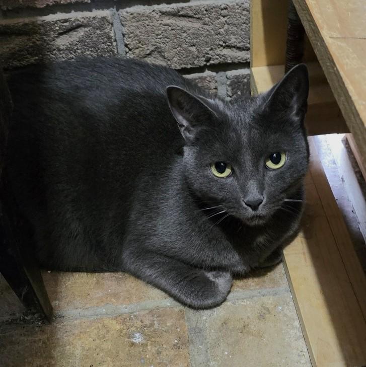 Blizzard and Storm, a ADOPTABLE Domestic Short Hair in Guelph, ON image 3/5