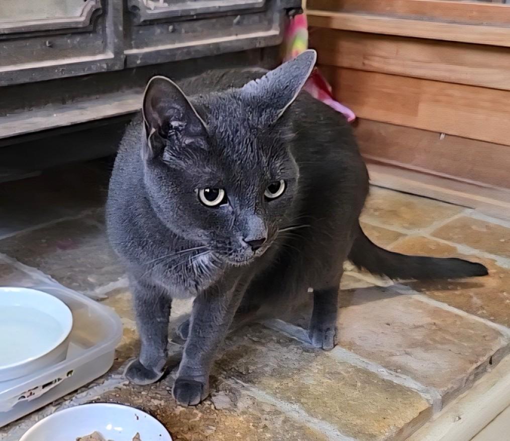 Blizzard and Storm, a ADOPTABLE Domestic Short Hair in Guelph, ON image 4/5