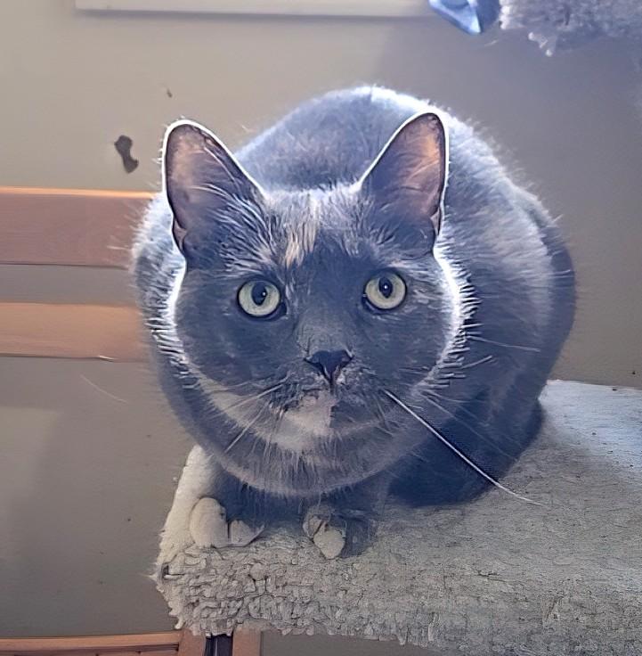 Blizzard and Storm, a ADOPTABLE Domestic Short Hair in Guelph, ON image 5/5