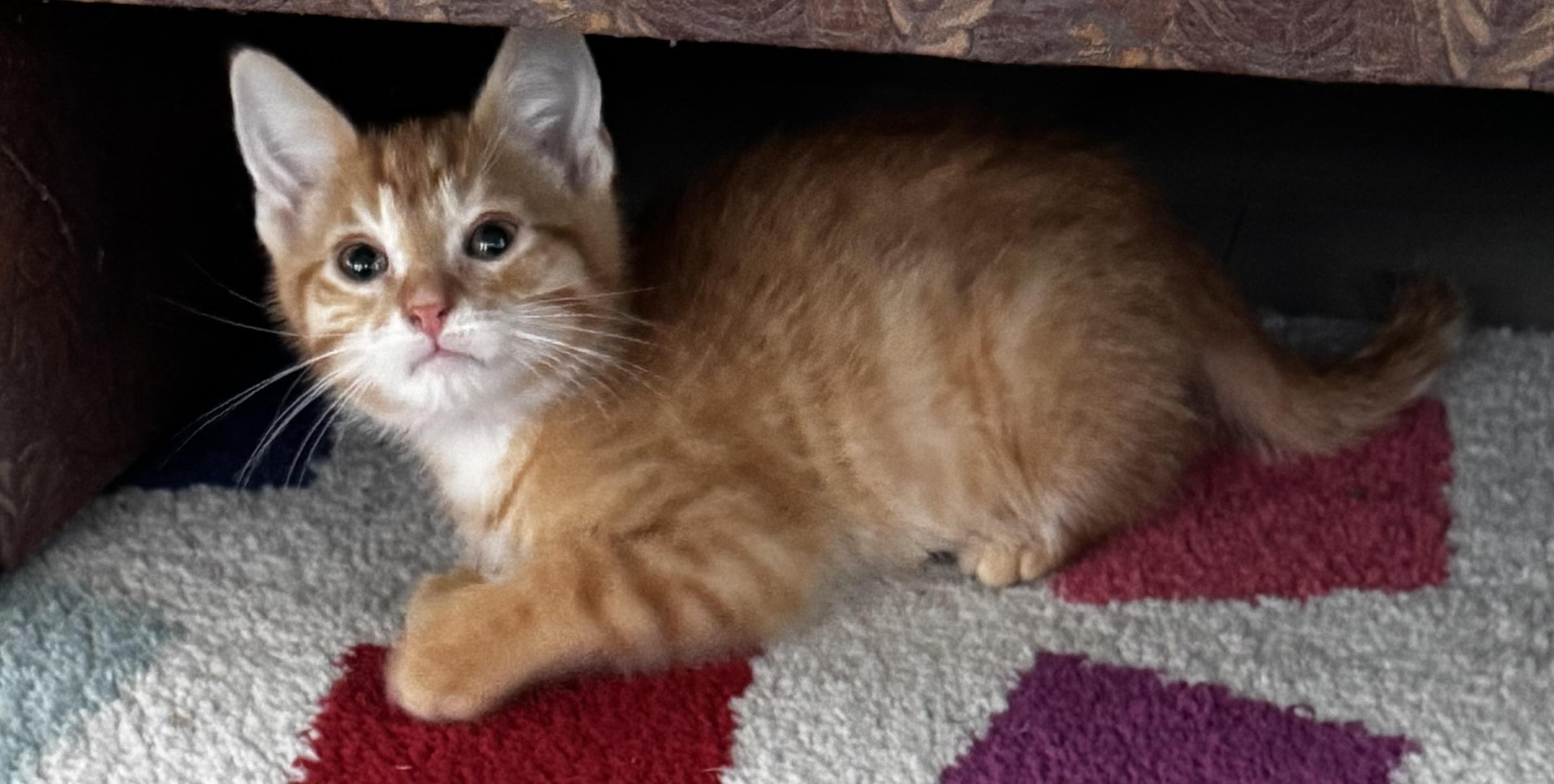 Bosco, an adopted Tabby in Saginaw, MI image 3/3