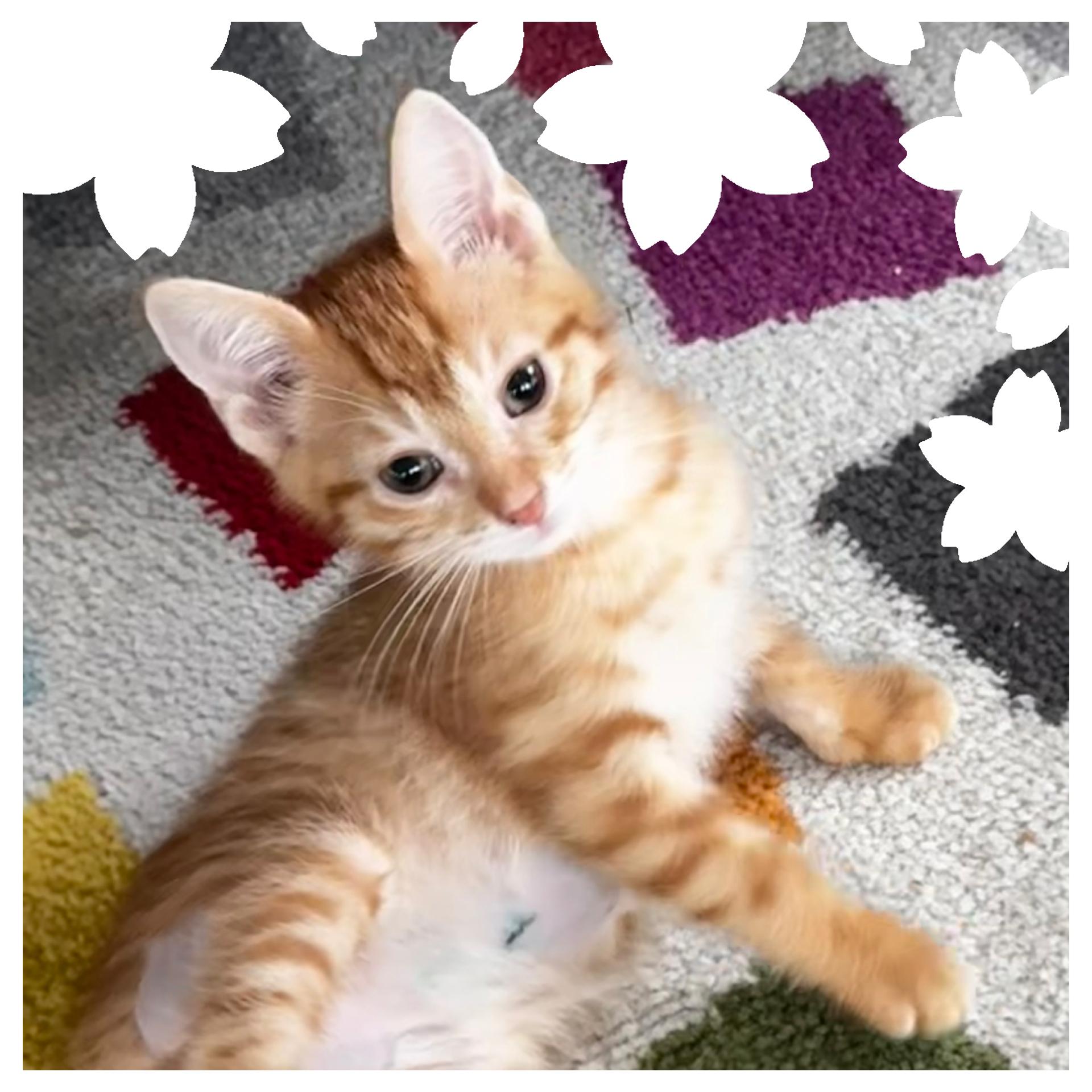 Bosco, an adopted Tabby in Saginaw, MI image 2/3