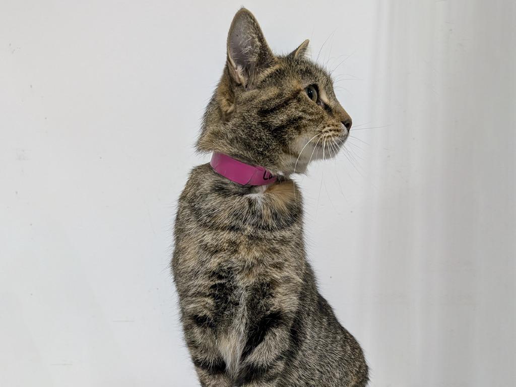 Lady Rainicorn, Adoptable, Young Female Domestic Short Hair & Affenpinscher.