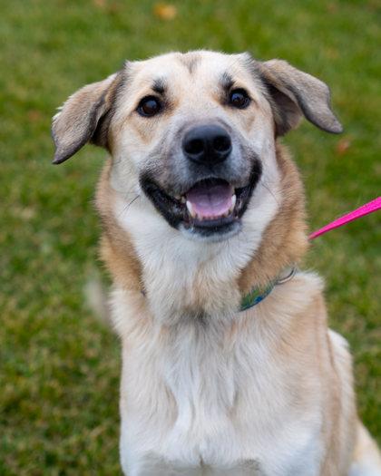 Taz, a Adoptable mixed breed in Pequot Lakes, MN image 1/3