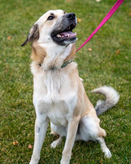 Taz, a Adoptable mixed breed in Pequot Lakes, MN image 2/3