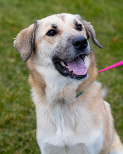 Taz, a Adoptable mixed breed in Pequot Lakes, MN image 3/3