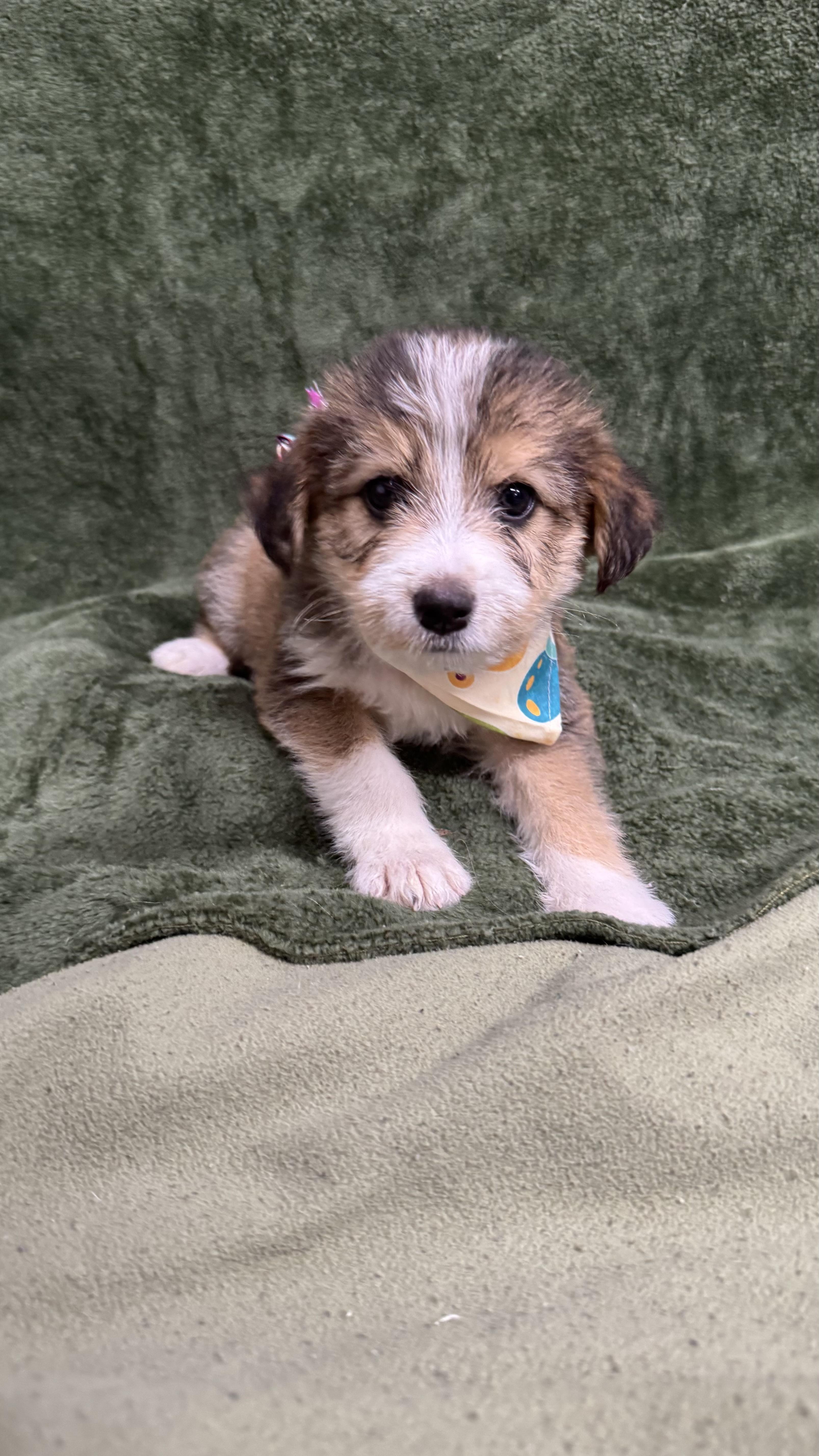 Sandy, ADOPTABLE, Puppy Female Beagle & Terrier.