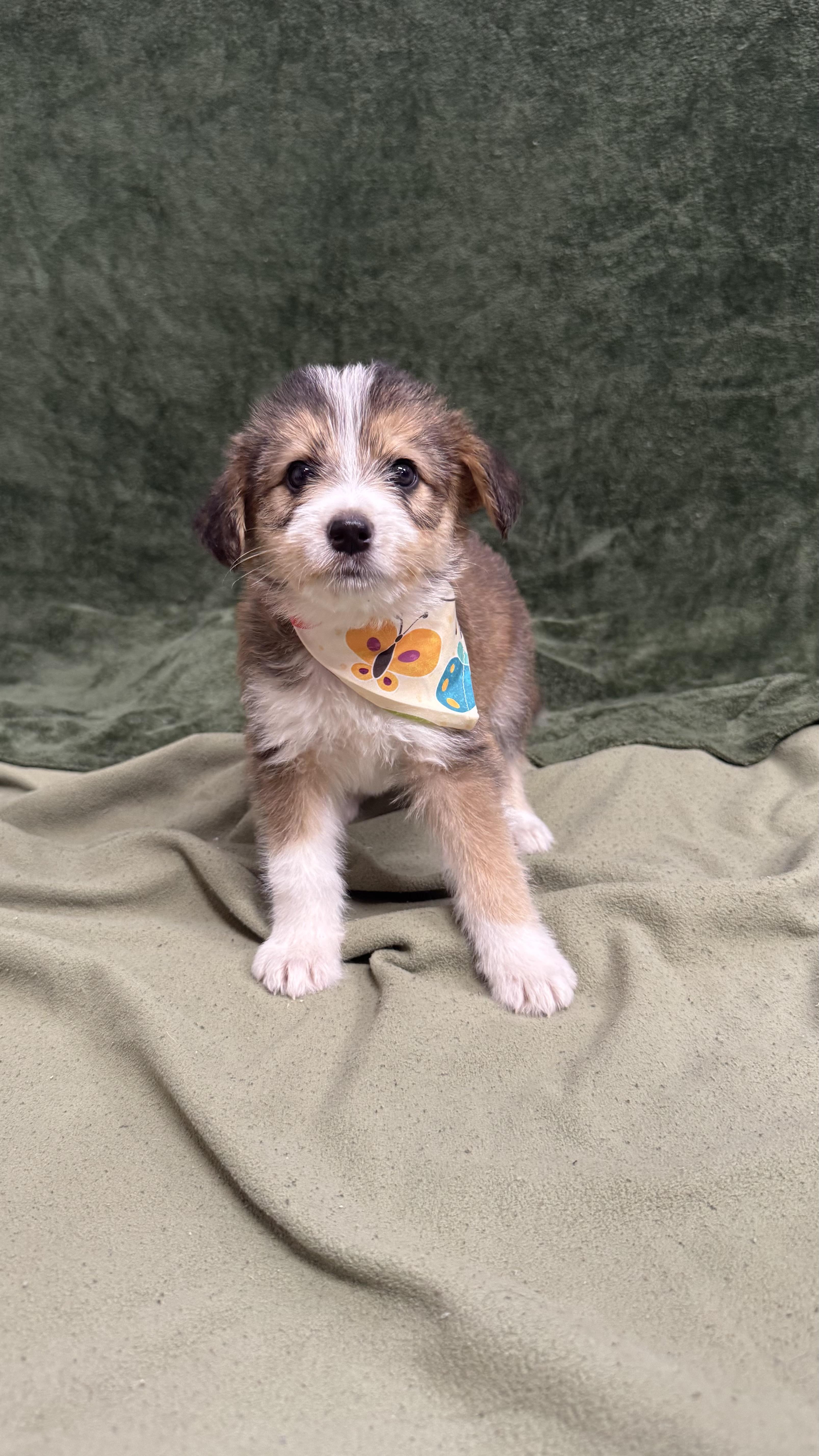 Sandy, a ADOPTABLE mixed breed in Knoxville, TN image 2/3