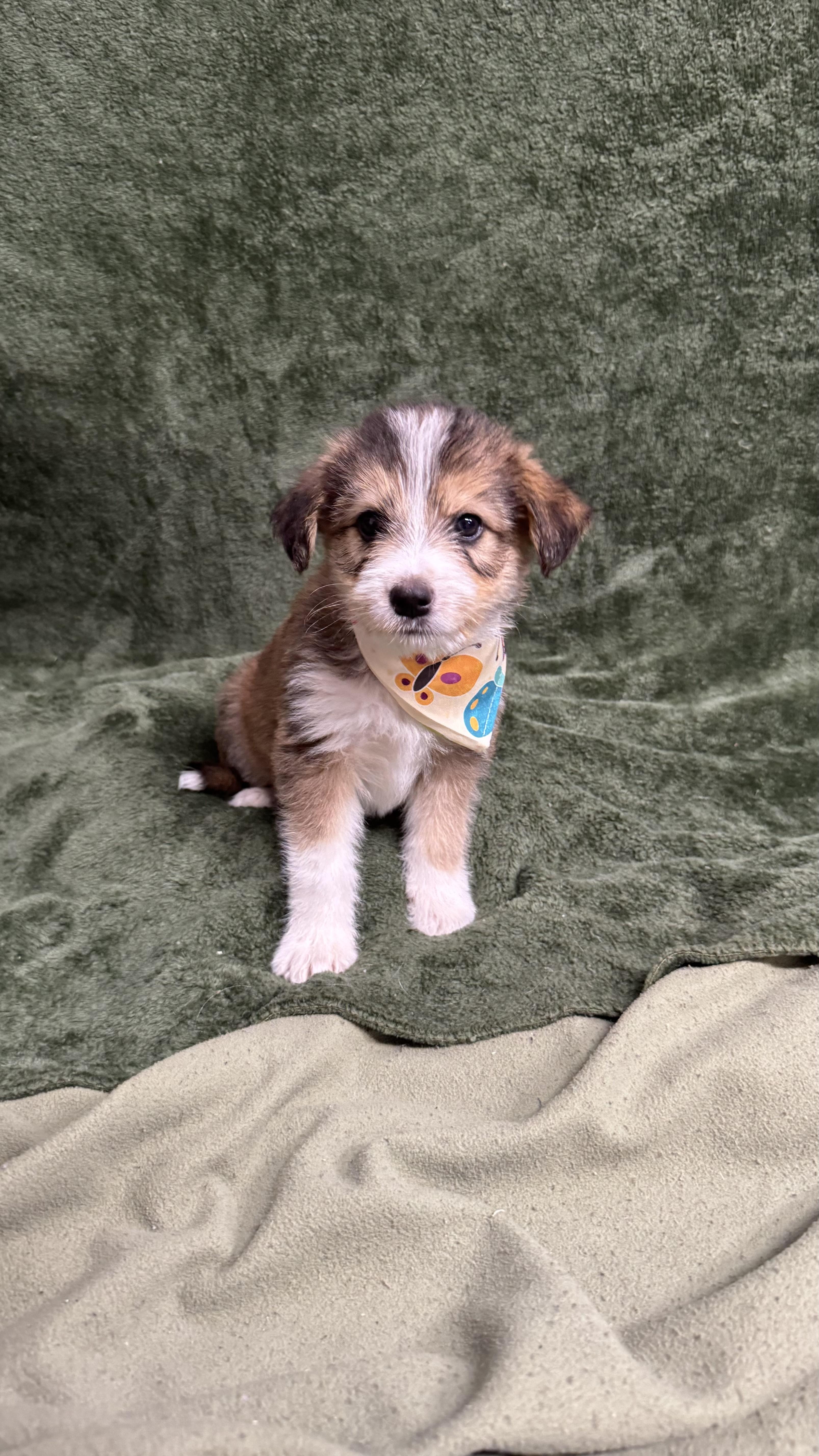 Sandy, a ADOPTABLE mixed breed in Knoxville, TN image 3/3