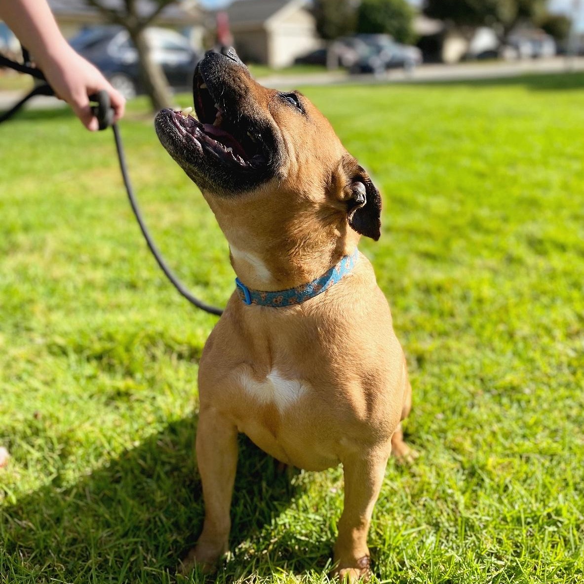 Enlarge Dumplin, a Adoptable mixed breed in San Jose, CA image 4/6