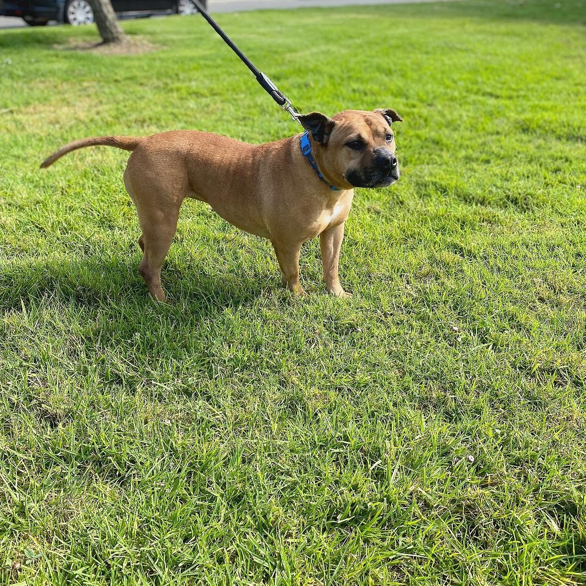 Enlarge Dumplin, a Adoptable mixed breed in San Jose, CA image 5/6