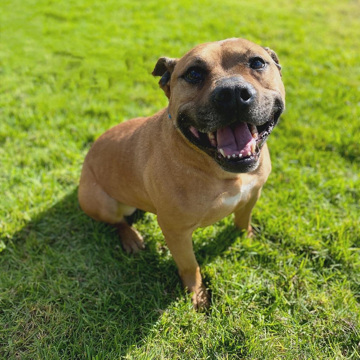 Dumplin, Adoptable, Adult Female Bulldog.