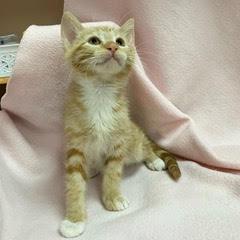United, Baby Male Tabby