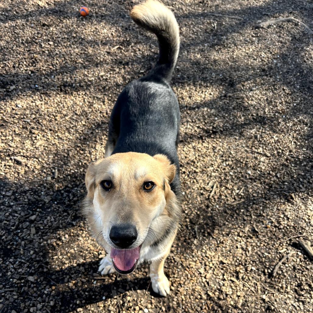 Floyd, Adoptable, Young Male Shepherd & Great Pyrenees.