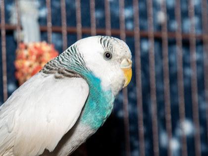 Enlarge Victory, a Adoptable Parakeet (Other) in Longmont, CO image 2/2