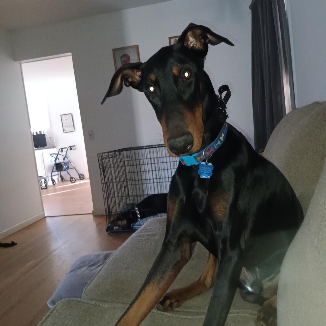 Rocky, Adoptable, Adult Male Doberman Pinscher.