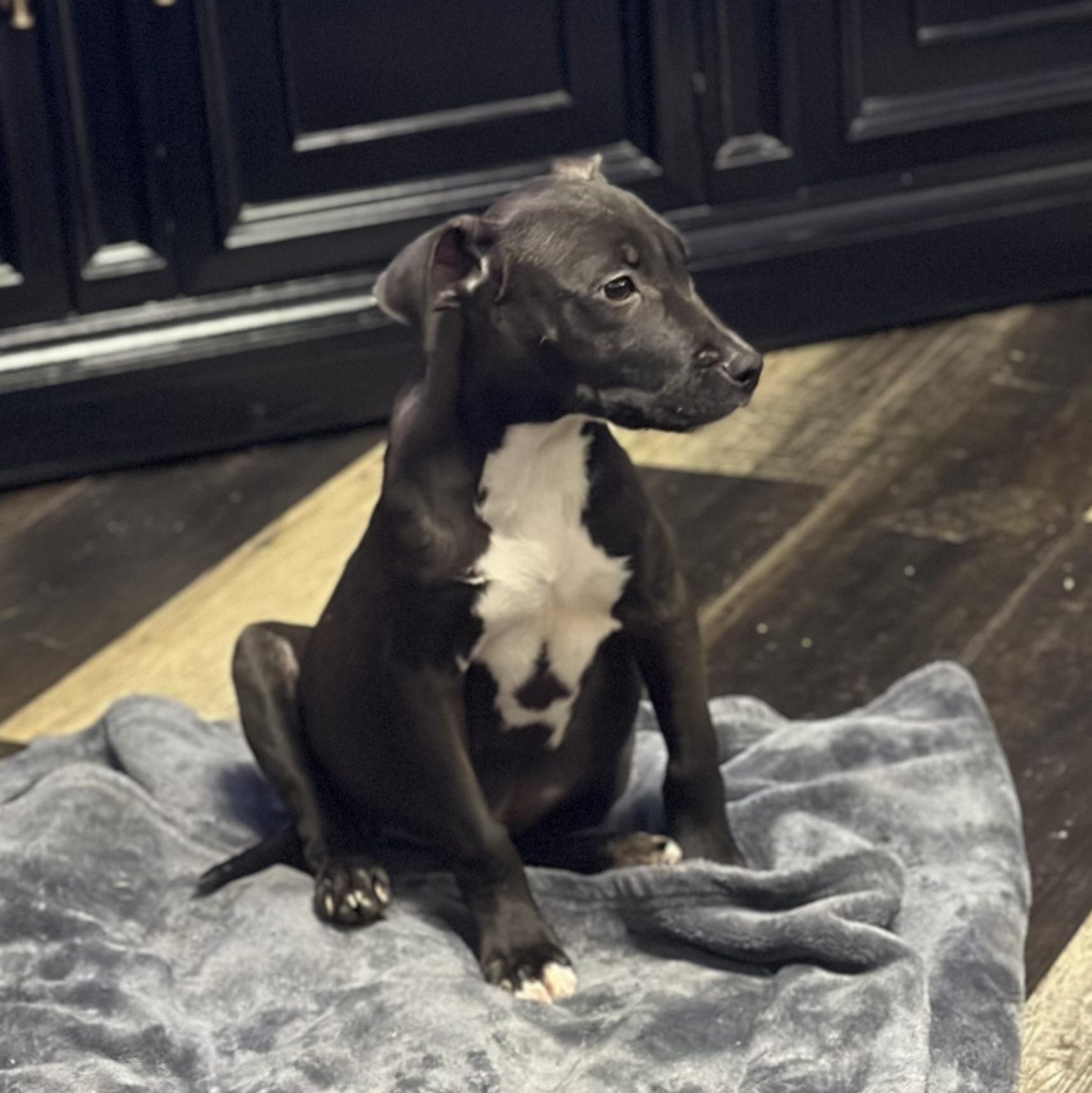 Trixie, Adoptable, Puppy Female Pit Bull Terrier.