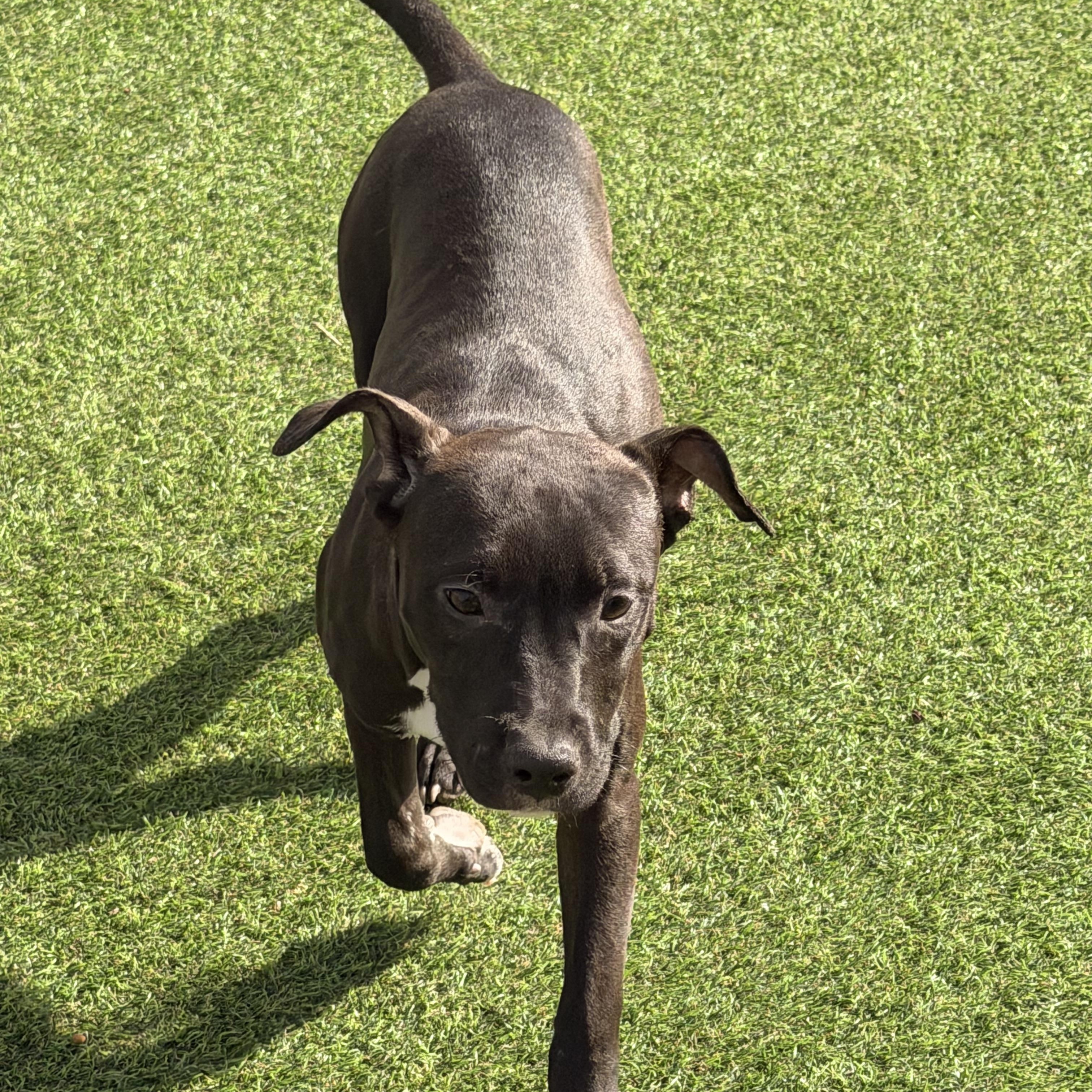 Enlarge Trixie, an adopted mixed breed in Wilmington, IL image 4/5