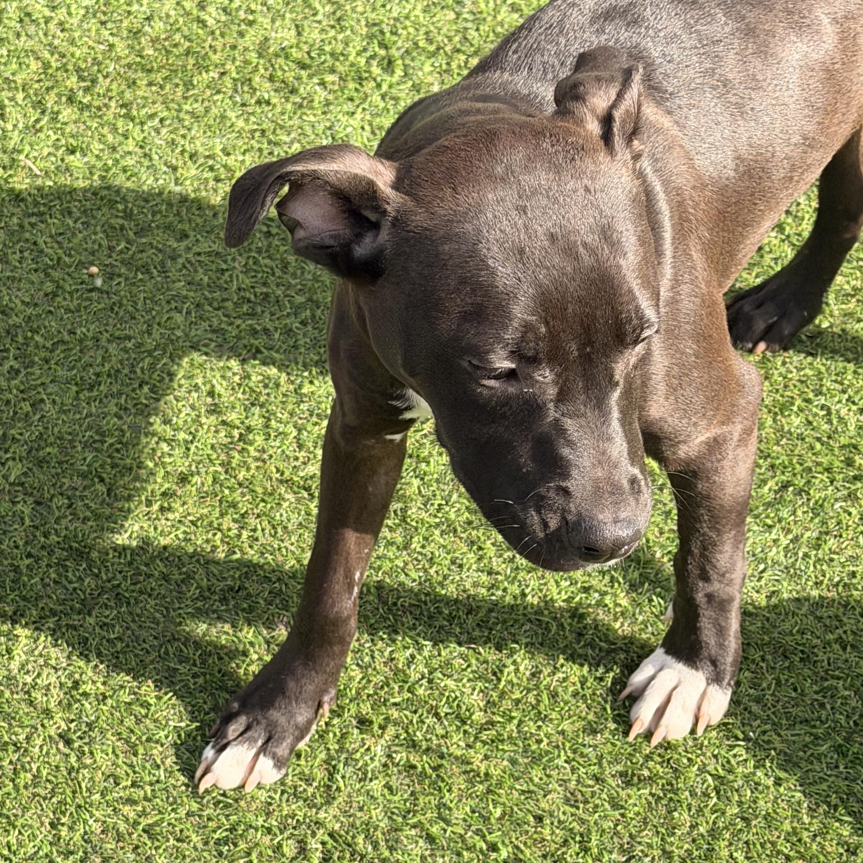 Enlarge Trixie, an adopted mixed breed in Wilmington, IL image 5/5