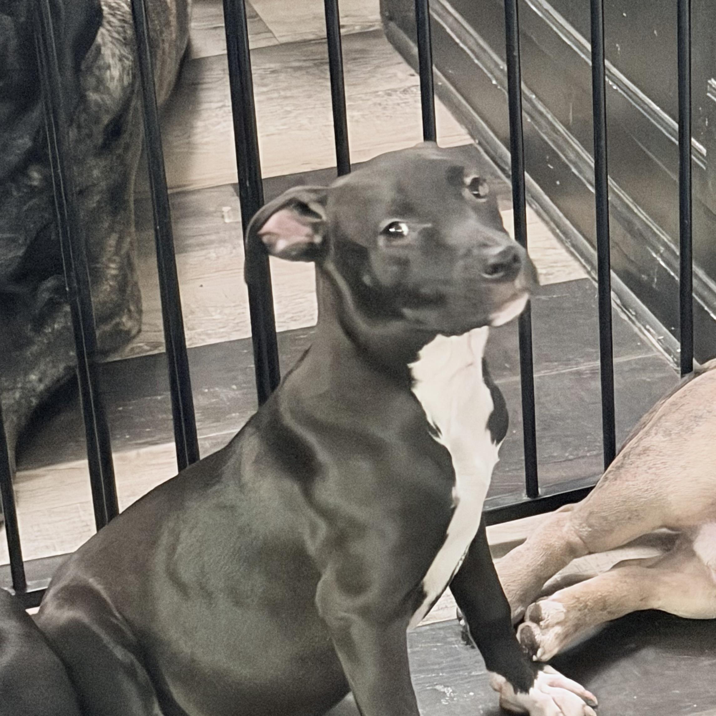 Enlarge Trixie, an adopted mixed breed in Wilmington, IL image 1/5