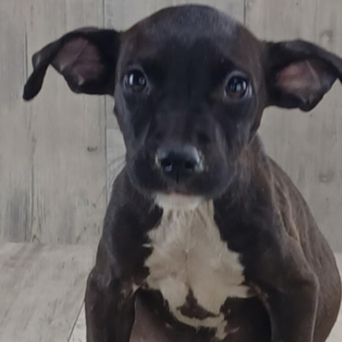 Trixie, Adoptable, Puppy Female Pit Bull Terrier.