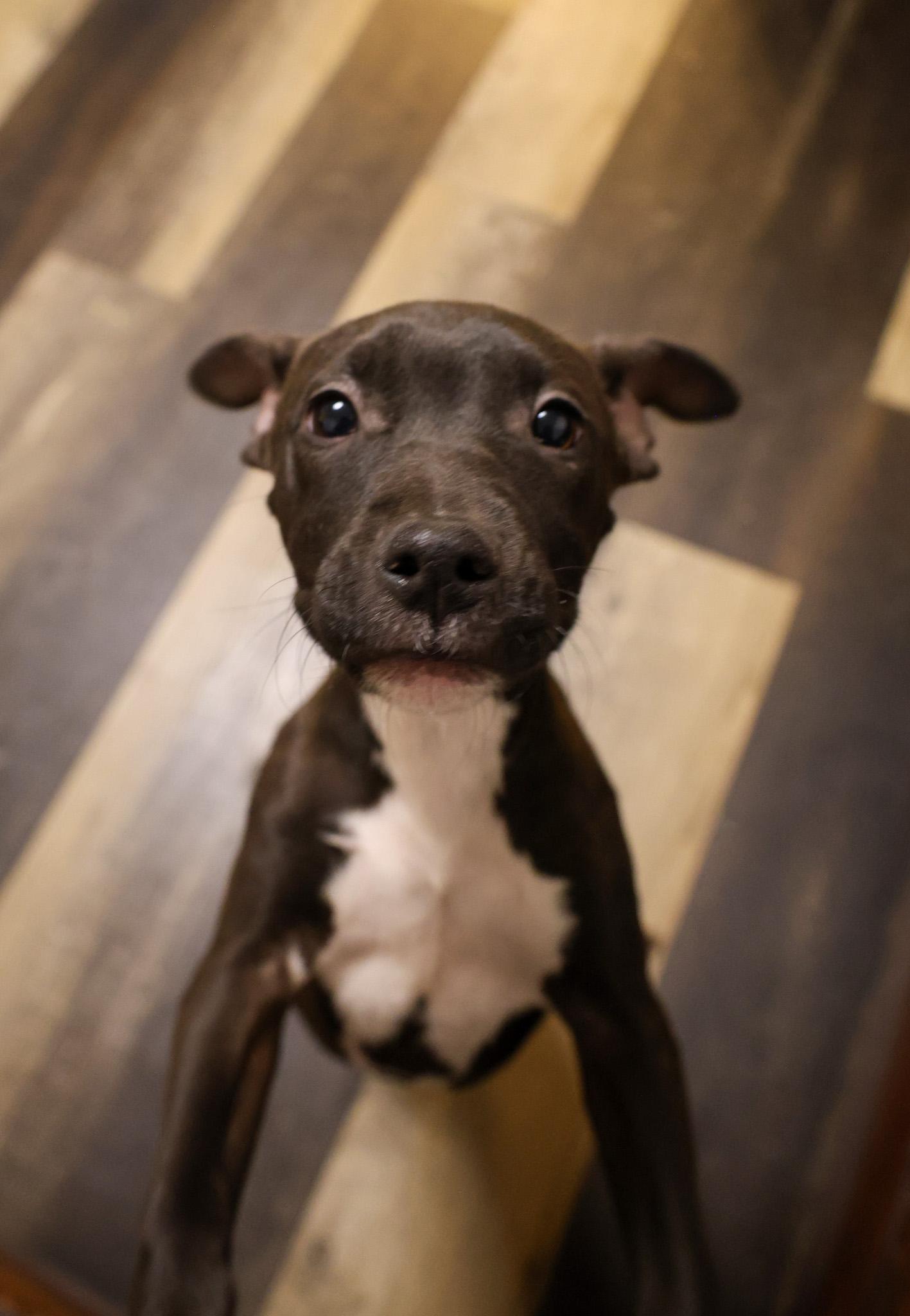 Enlarge Trixie, a Adoptable mixed breed in Wilmington, IL image 1/4